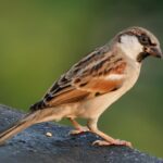 বিপন্ন মৌমাছি, চড়াই লুপ্তপ্রায়